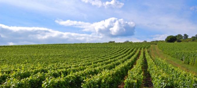 Diversifier votre patrimoine avec les vignes et forêts