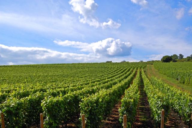 Diversifier votre patrimoine avec les vignes et forêts